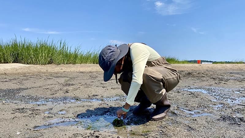 COASTS participants and community members discover the biodiversity of Long Island Sound.