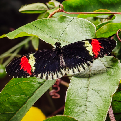 Take a moment to appreciate the little things… like this winged masterpiece just casually existing.