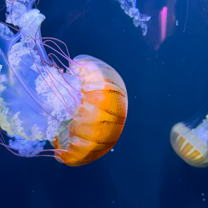 Jellyfish