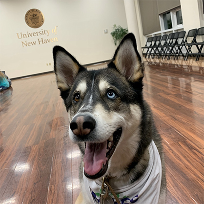 Brue, the University/U+0026#x27;s staff therapy dog.