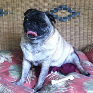 Image of pug, Lulu