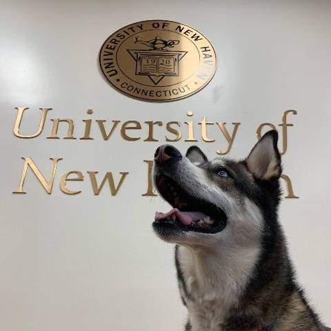 Image of Brue, the University/U+0026#x27;s staff therapy dog.
