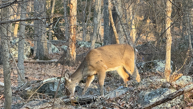 Me: ‘Hiking is so peaceful and relaxing.’ Deer: 👀👀