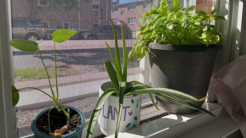 beatrice-plant-1