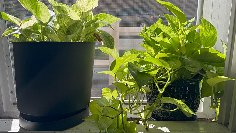 beatrice-plant-2